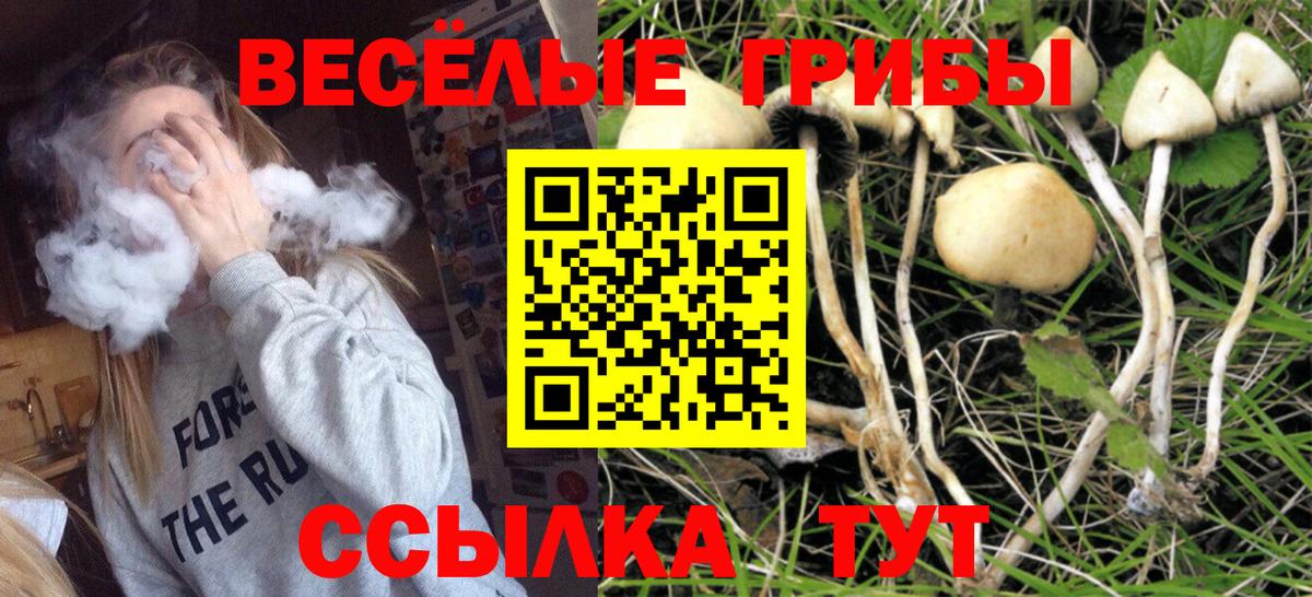 Псилоцибиновые грибы Cubensis Губкинский